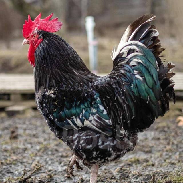 Цыплята Австралорп черно-пестрый, в наличии. Цена: 500₽ во Владивостоке