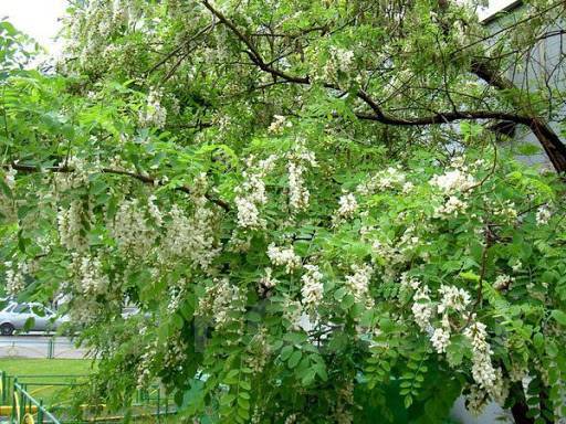 Белая акация кустарник фото Саженцы Акация Белая, новый, в наличии. Цена: 250 ₽ в Уссурийске