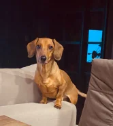 �����. ����