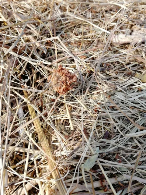 ����. ����
