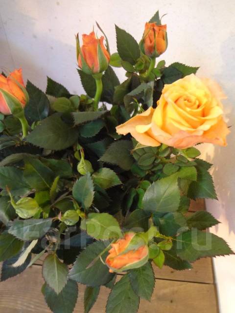 Роза Amorosa, в наличии. Цена: 1 300₽ во Владивостоке