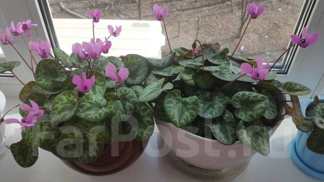 Продам цикламен европейский, в наличии. Цена: 1 500₽ во Владивостоке