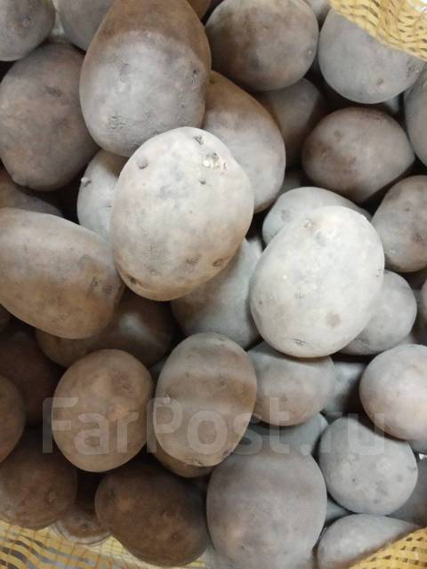 Семенной Картофель Гала Картошка на посадку, в наличии. Цена: 43₽ во ...