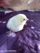 ����. ����
