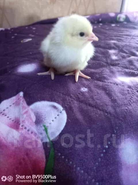 ����. ����