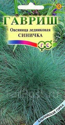 Овсяница ледниковая Синичка: выращивание из семян, фото в ландшафтном дизайне