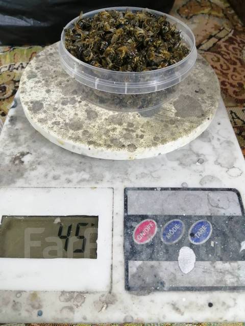 Пчелиный подмор 60 рублей, в наличии. Цена: 60₽ в Уссурийске