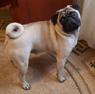 ����. ����