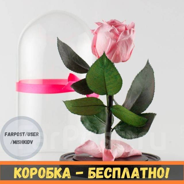 Роза в колбе "Классик" Розовая. Живой цветок. Коробочка - бесплатно ...
