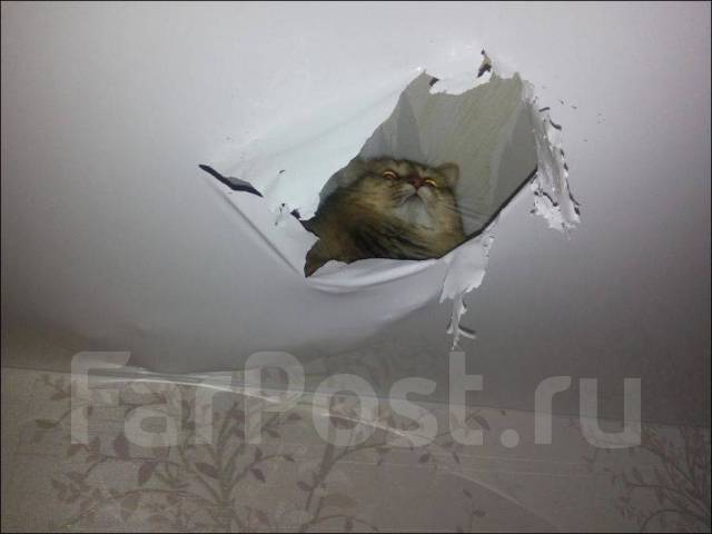 Ремонт натяжных потолков. СЛИВ ВОДЫ. Демонтаж, порезы во Владивостоке