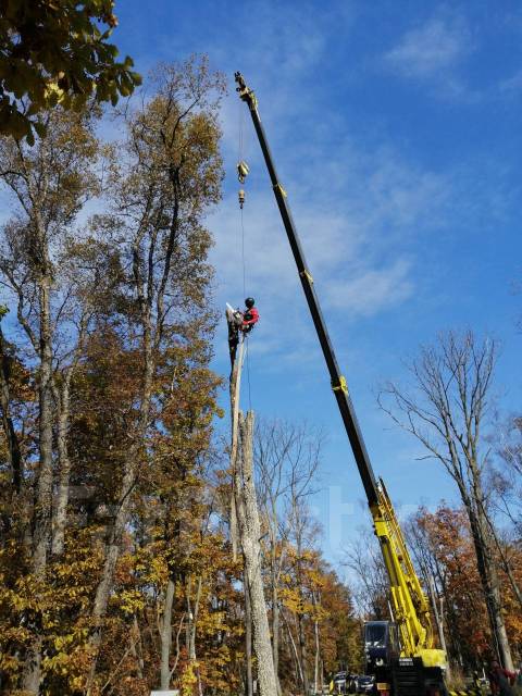 Пилим деревья, Спил деревьев, Санитарная обрезка, Спилить дерево ...