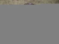 �������� Ford Transit Connect 1198056 ����