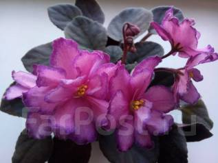 Фиалка п/м Cupid's jewel - Растения во Владивостоке