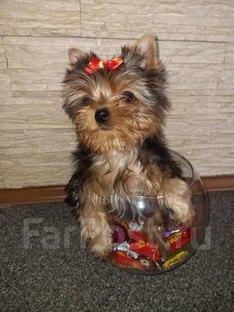 йоркширский терьер хабаровск. йоркширский терьер купить в хабаровске. йоркширский терьер ркф. йоркширкский терьер паппи. йоркширскийторьер мини.