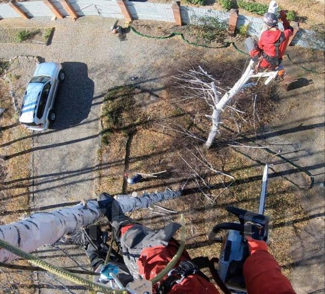 Пилим деревья, Спил деревьев, Санитарная обрезка, Спилить дерево ...