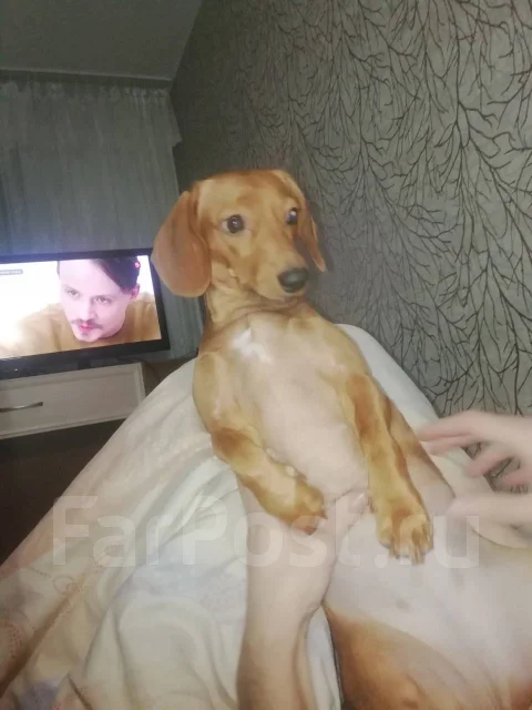 �����. ����