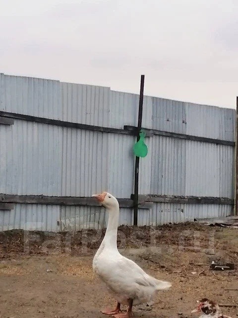 ����. ����