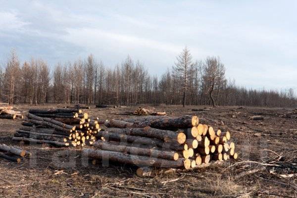 Фото спиленных деревьев