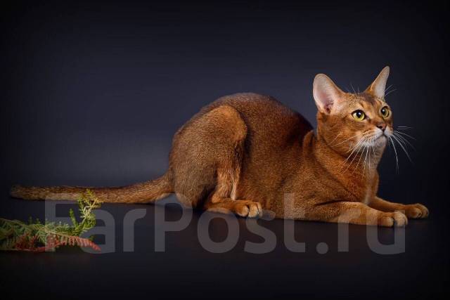 Кот Абиссинец Фото