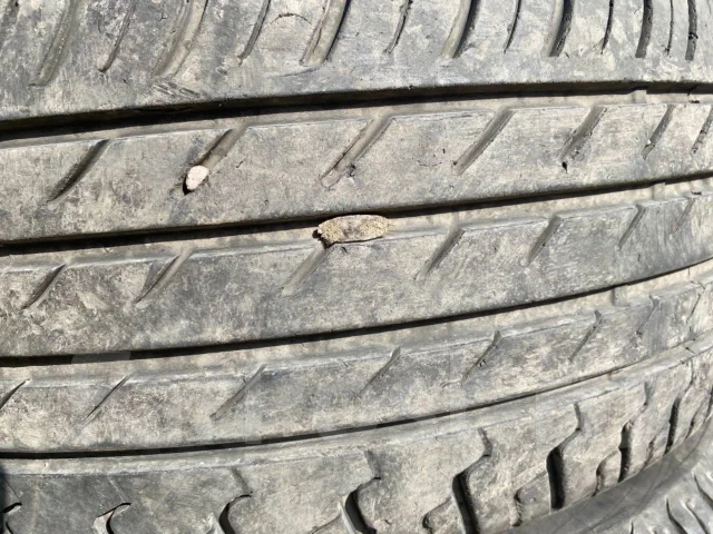 Triangle TR918. ������, 2014 ���, �/�, ����� 30 % ����