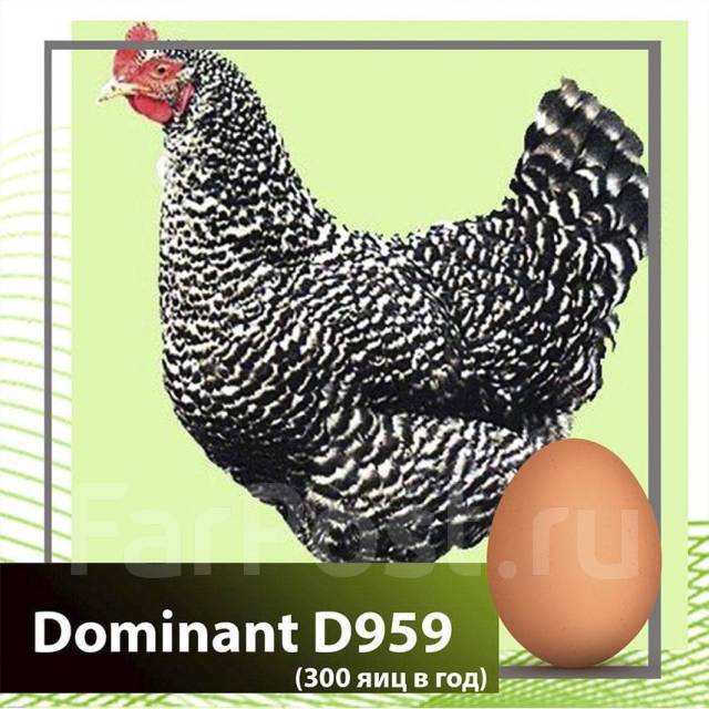 купить племенное яйцо доминанта. Dominant d104, d107, d109, d959, gs300, gs459, ds109. куры несушки доминант 107. яйцо доминанта 959. чешский доминант 959.
