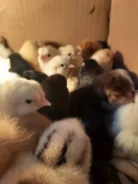 ����. ����