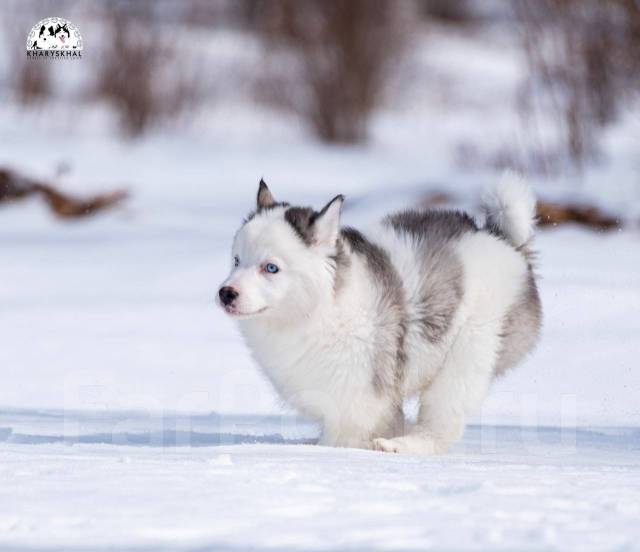 Лайка Девочка Фото