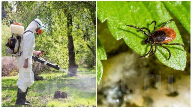 Полное Уничтожение И Истребление! -клещей, тараканов, клопов, ос и т. д ...