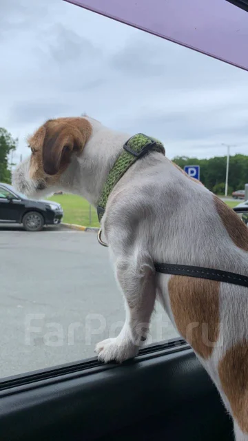 ����-������-������. ����