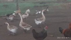 ����. ����