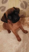 ����� ��� ���������. ����