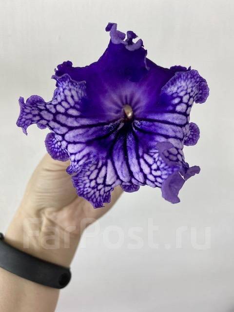 Стрептокарпус midnight poison фото