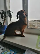 �����. ����