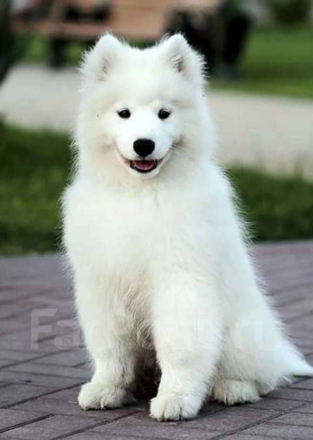 Самоед, Самоедская лайка (Samoyed)