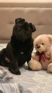 ����. ����