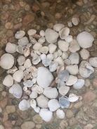 �������. ����