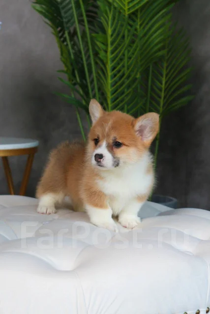 �����-�����-�������. ����
