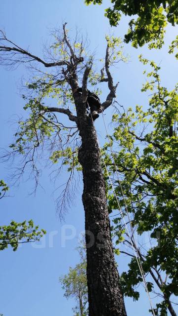 Покосить траву, кустарник на участке. Спилить/распилить дерево, Мульчер ...