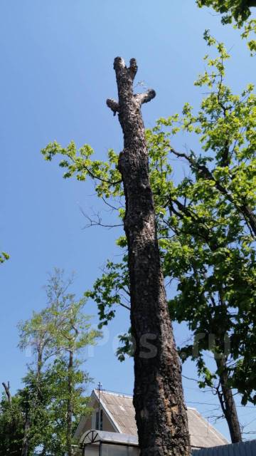 Покосить траву, кустарник на участке. Спилить/распилить дерево, Мульчер ...