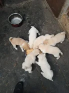 �����. ����