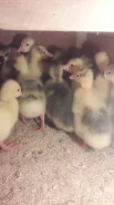 ����. ����