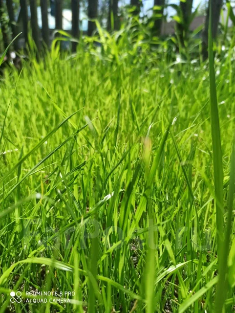 ����. ����