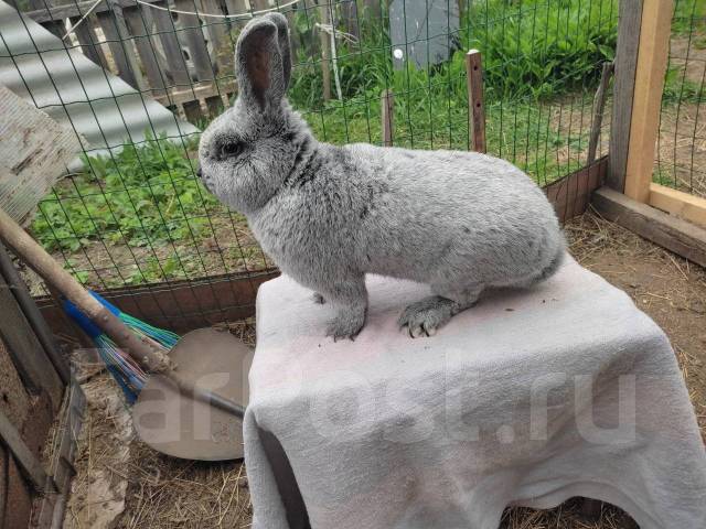 Полтавское Серебро - кролики с серебристым мехом - Наши Кролики