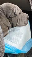 ������. ����