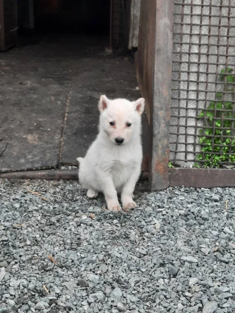 �����. ����