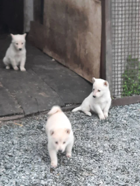 �����. ����
