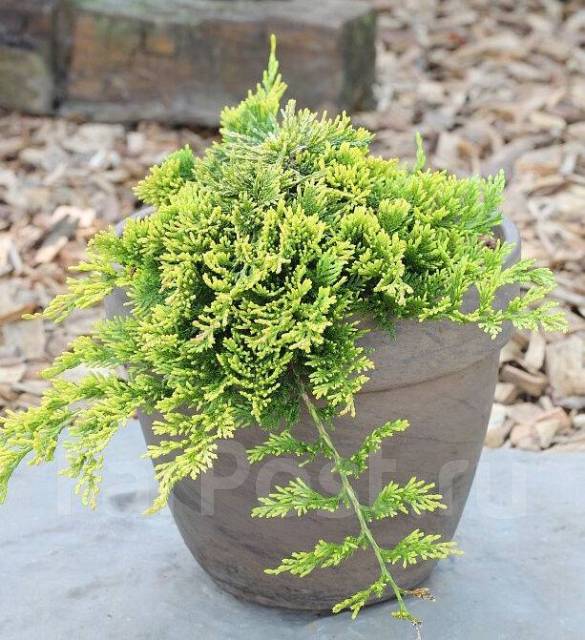 Можжевельник горизонтальный Голден Карпет/Золотой ковёр - Сад и огород ...