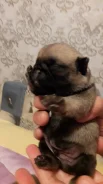 ����. ����