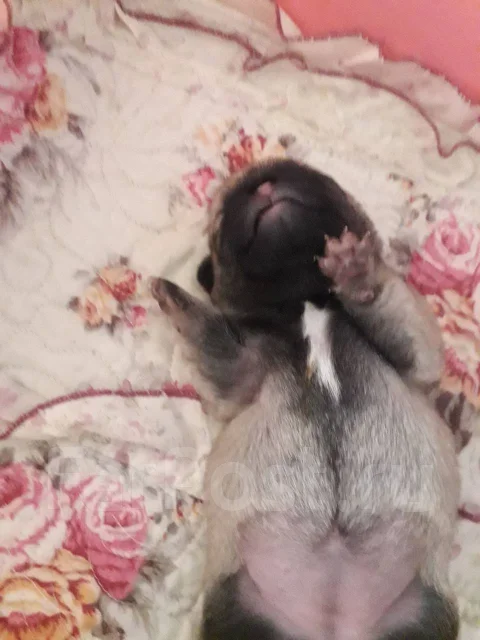 ����. ����
