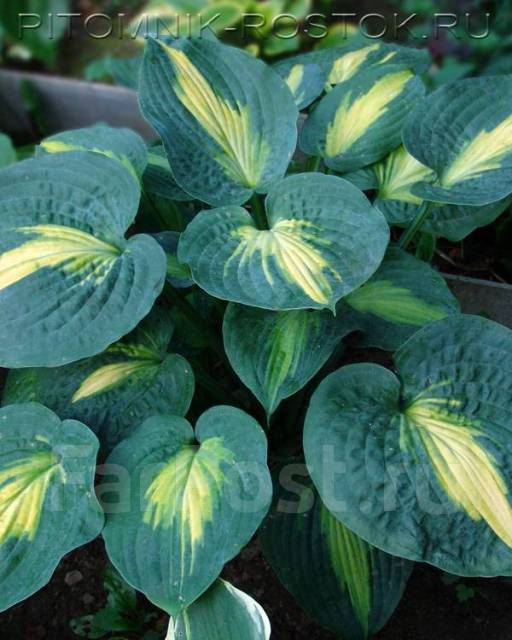 Хоста пол ревир фото и описание